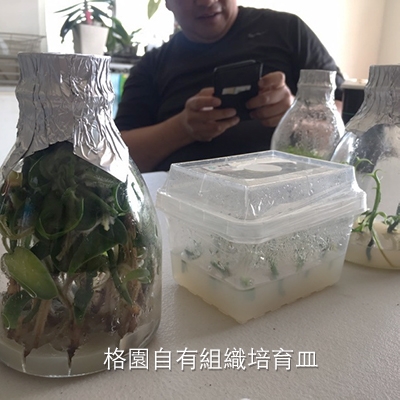 格園自有組織培育皿.jpg